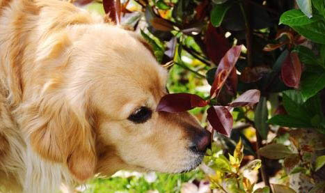 狗狗得了犬瘟能活多久