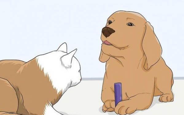 怎么培养小猫性格