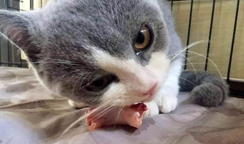 猫咪拉稀奄奄一息快要死了该怎么办