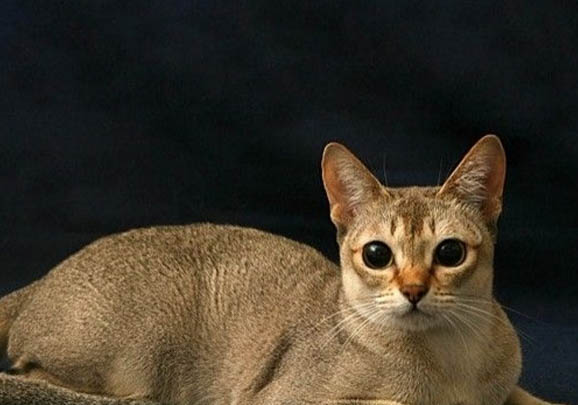 新加坡猫打嗝原因及处理方法
