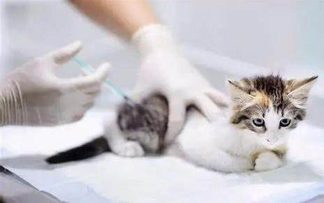 得了猫瘟的幼猫能活几天