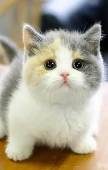 矮脚猫一般多重