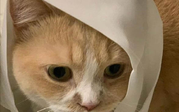 小猫多大长牙啊？