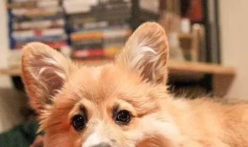狗打完狂犬疫苗后多久能出门活动