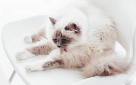 如何快速分辨小猫性别