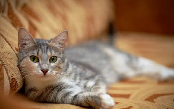 2个月小猫身上骚臭是为什么