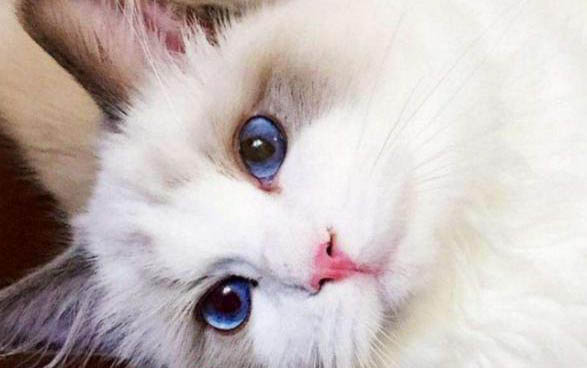 怎么分辨布偶猫幼崽幼崽好不好
