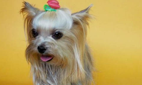 约克夏真正认主人的表现