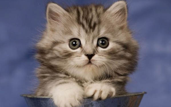 猫咪吃了生肉后拉稀是猫瘟吗?