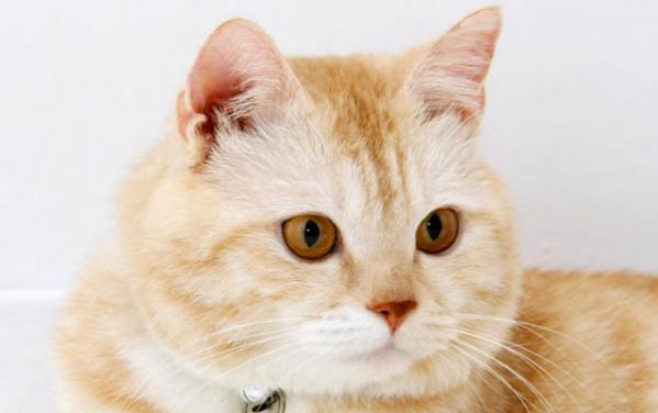 猫咪为何不拉屎不尿尿