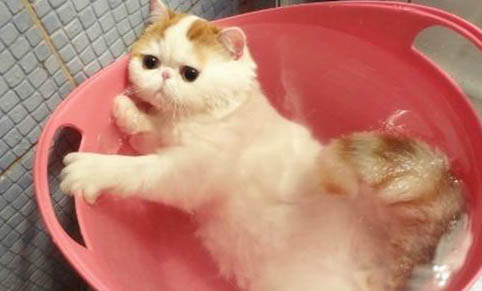 猫咪大便干黑的原因及处理方法