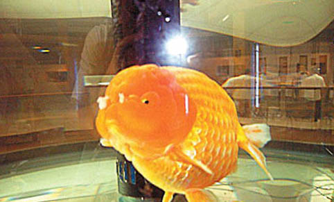 冬天金鱼要不要喂食