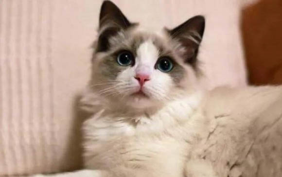 猫咪张嘴为什么叫不出声呢