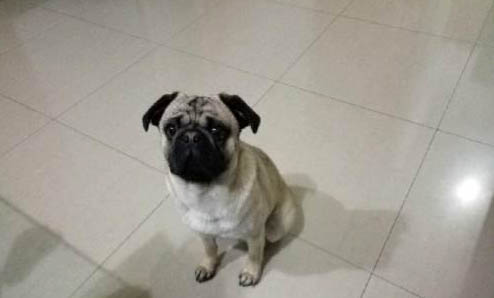 八哥犬和斗牛犬区别