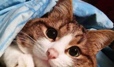 猫咪突然拉稀的原因及处理方法