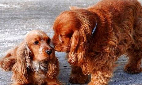 英国可卡犬的眼睛