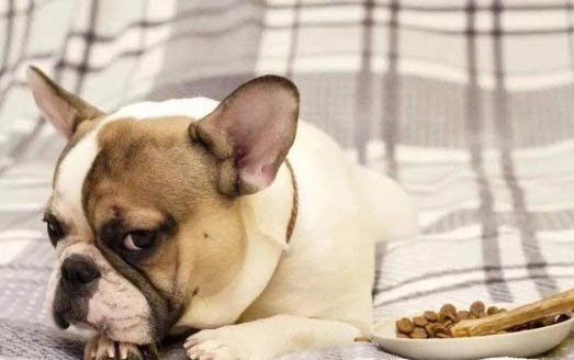 狗狗最常见的口腔和牙齿疾病都有哪些呢