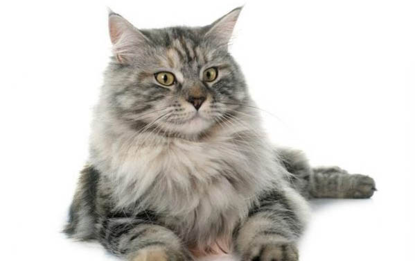 缅因大猫一般多少钱一只?