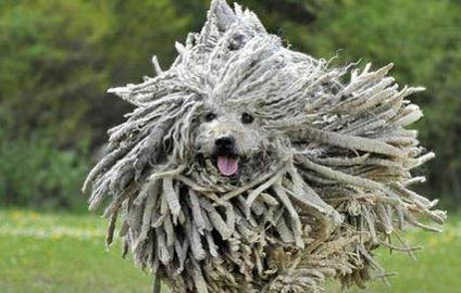 波利犬呕吐白沫原因及处理方法