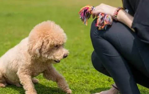 玩具曼彻斯特犬为什么会流眼泪眼屎多?