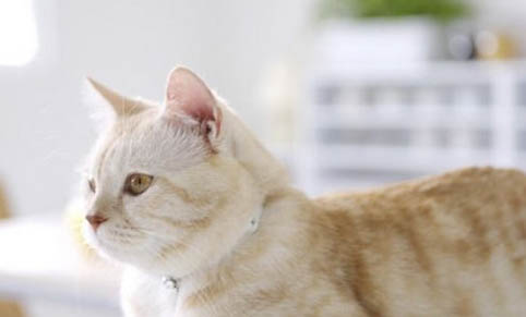 为什么都说猫比狗脏