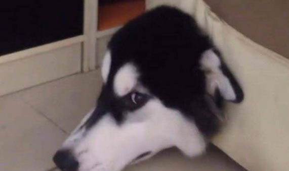 纯种哈士奇特征特点是什么样的