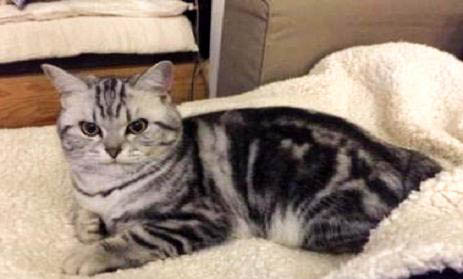 美国短毛虎斑猫多少钱一只