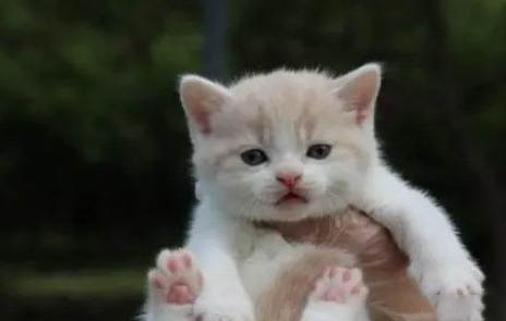 小猫养多久才认主人