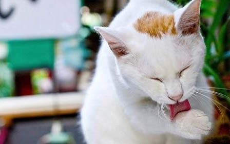 怎么让猫不叫呢?