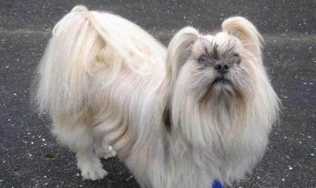 拉萨犬老掉毛原因及处理方法