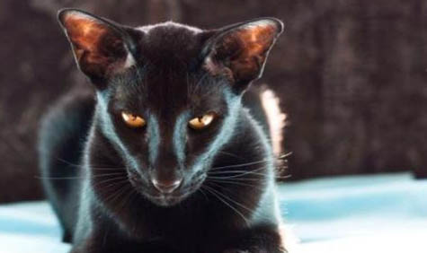 不要养东方短毛猫的原因及注意事项