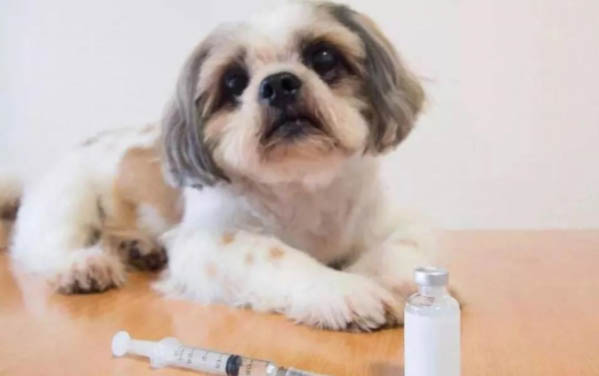 狗狗贫血症状和治疗方法吃什么药