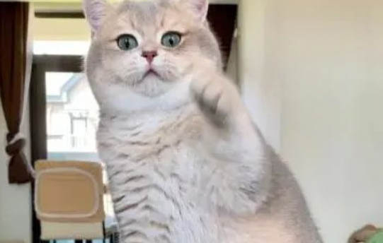 变色树蜥属于保护动物吗