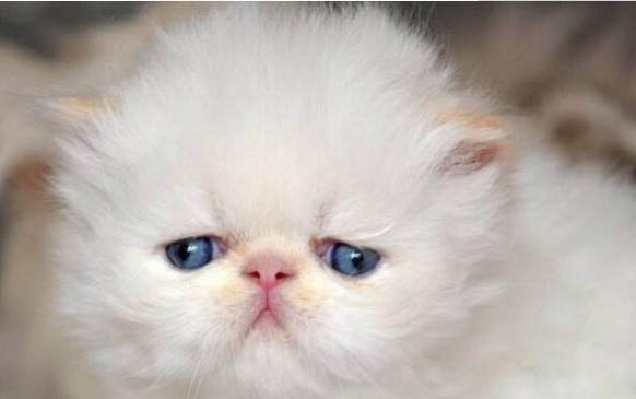 家里有猫咪可以养什么花