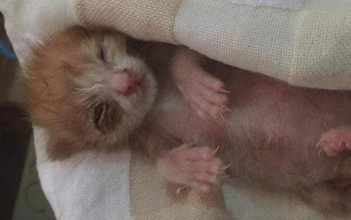 小猫为什么一直叫个不停