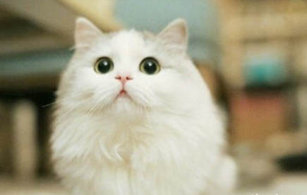 怎么分小猫公母