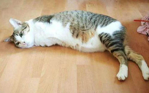猫咪去猫砂盆不拉不尿扒猫砂