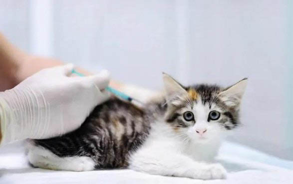 小猫得猫瘟怎么在家治疗最好