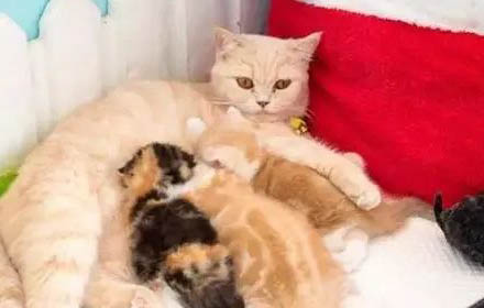 猫咪的营养膏多久喂一次