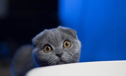 猫老喝水是怎么了?