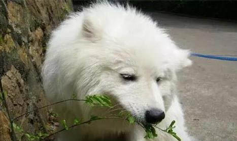 狗狗眼睛里有狗毛怎么办