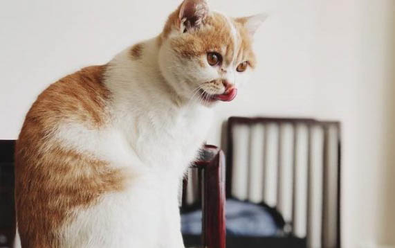 母猫生了小猫后多久可以下次怀孕