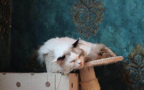 猫咪下巴的黑头可以挤么