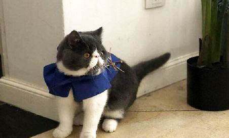 猫咪牙齿发黄如何解决
