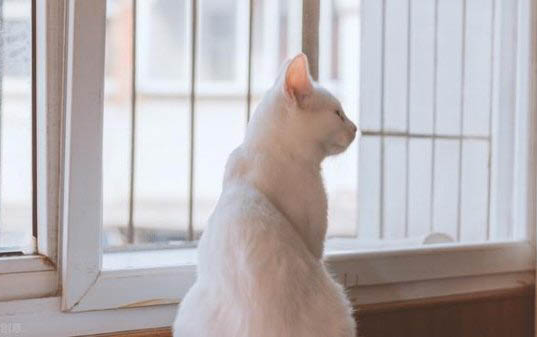 猫咪生完一只就睡觉了