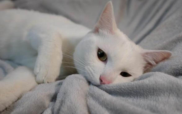 小猫尿血怎么回事
