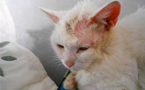 猫怎么清洁口腔