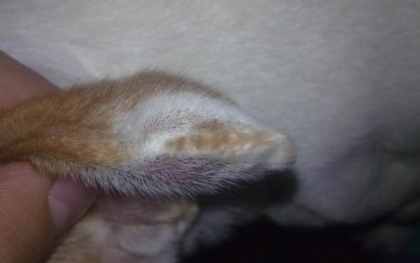 狗狗鼻子干没精神不吃东西怎么办