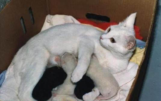 小猫为什么会舔我的手