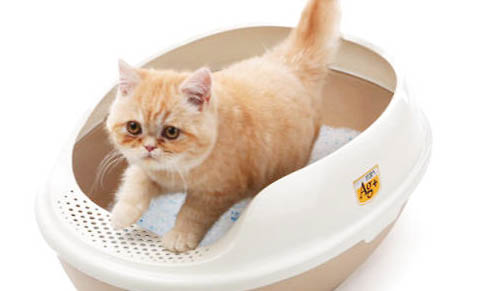 猫咪为什么不容易感冒发烧